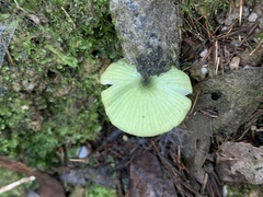 Entoloma rodwayi