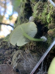 Entoloma rodwayi