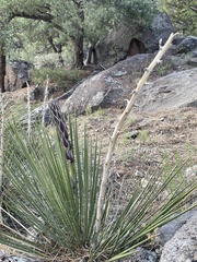Yucca baileyi