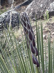 Yucca baileyi