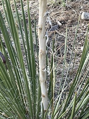Yucca baileyi