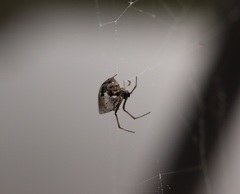 Argyrodes bonadea