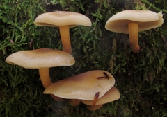 Hypholoma capnoides image