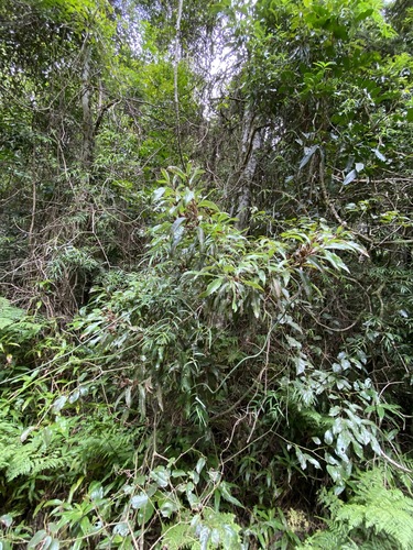 Image of Smooth Lomatia (Lomatia arborescens) by (c) Greg Tasney, some rights reserved (CC BY-SA)