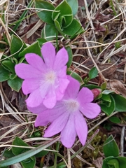Primula integrifolia