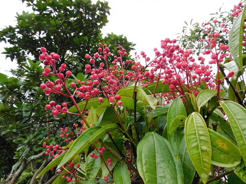 Miconia notabilis, photograph 6