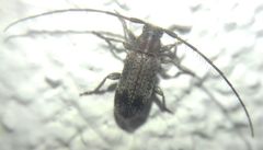 Exocentrus adspersus