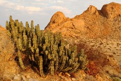 Euphorbia virosa virosa