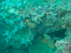 Ostorhinchus fleurieu