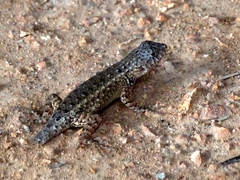 Sceloporus nelsoni