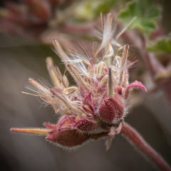 Pelargonium leucophyllum