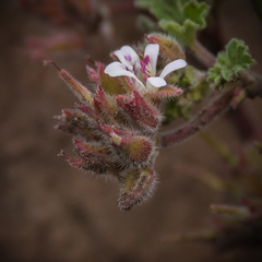 Pelargonium leucophyllum