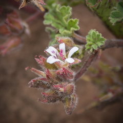 Pelargonium leucophyllum