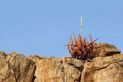 Aloe gariepensis