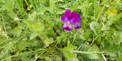 Viola × wittrockiana