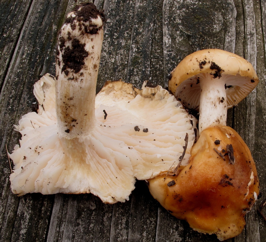 Hygrophorus subsalmonius