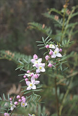 Boronia muelleri