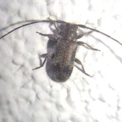 Exocentrus adspersus