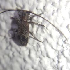 Exocentrus adspersus