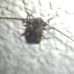 Exocentrus adspersus