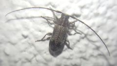 Exocentrus adspersus