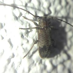 Exocentrus adspersus