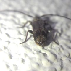 Exocentrus adspersus