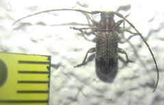 Exocentrus adspersus