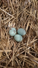 Nycticorax nycticorax
