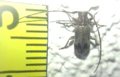 Exocentrus adspersus