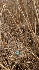 Nycticorax nycticorax