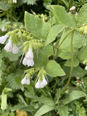Symphytum orientale