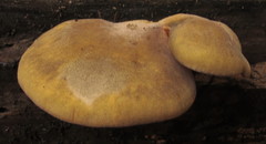 Sarcomyxa serotina image