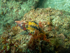Latirus polygonus