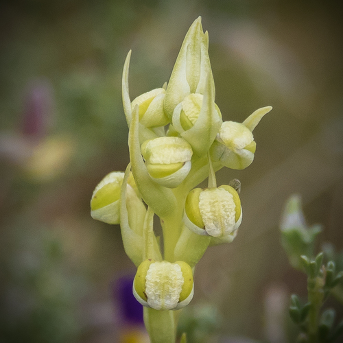Alpine Monkshood (Pterygodium alticola)