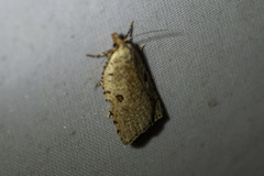 Meritastis