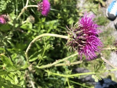 Carduus nutans platylepis