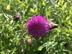 Carduus nutans platylepis