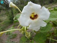 Craniolaria integrifolia
