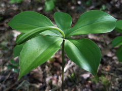 Isotria verticillata