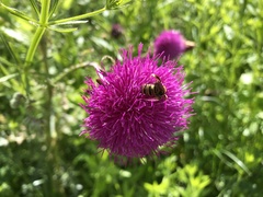 Carduus nutans platylepis