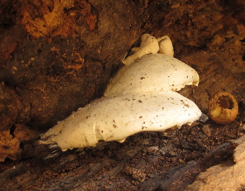 Ossicaulis lignatilis image