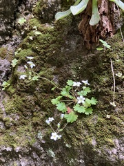 Saxifraga maderensis