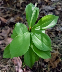 Isotria verticillata