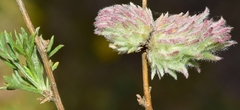 Rhopalomyia tubifex