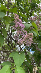 Syringa vulgaris