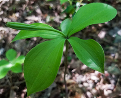 Isotria verticillata