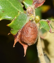 Plagiotrochus australis