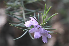 Westringia eremicola