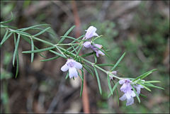 Westringia eremicola